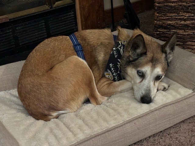 Bebe, a Adoptable mixed breed image 5/5