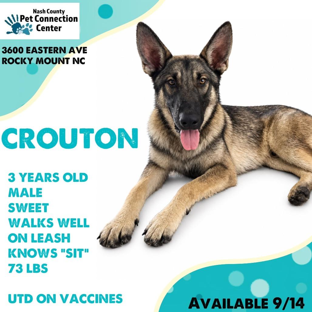 Enlarge CROUTON  Available NOW - ADOPTION or RESCUE!, a Adoptable mixed breed in Nashville, NC image 1/1