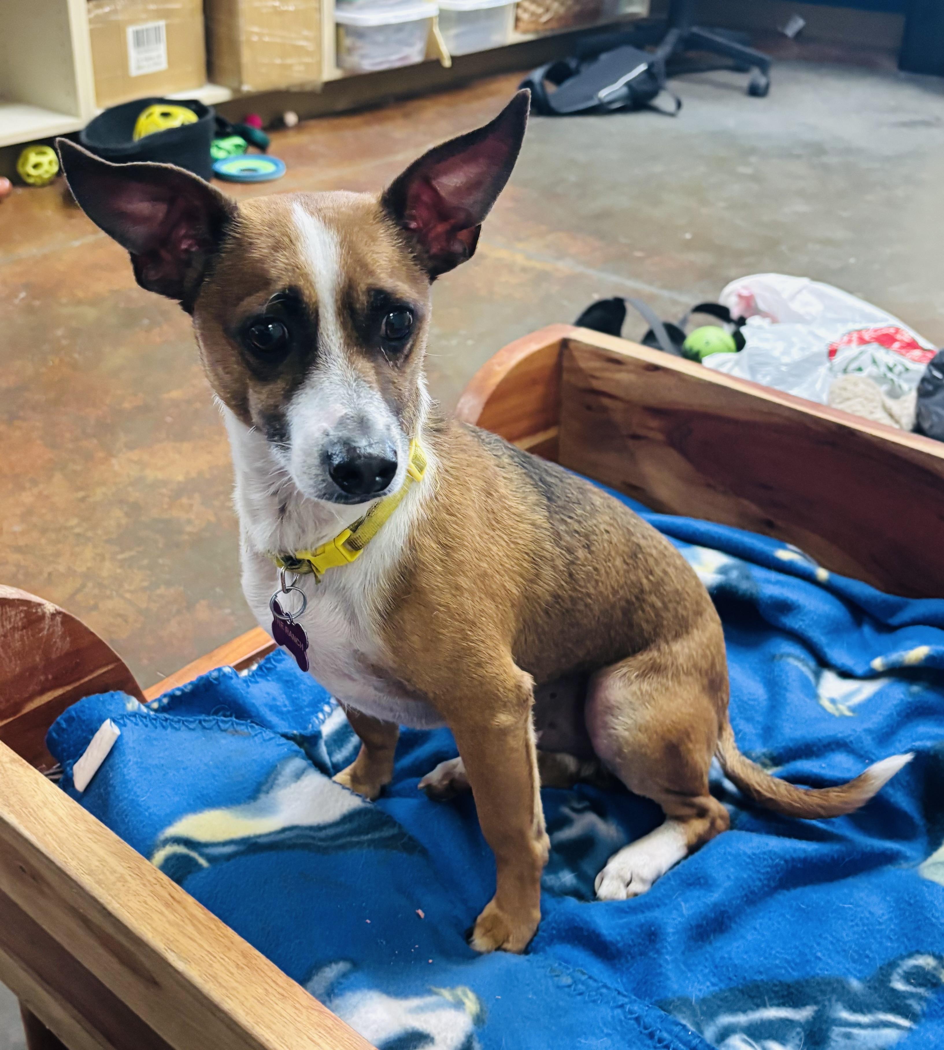 Milo , ADOPTABLE, Adult Male Chihuahua.