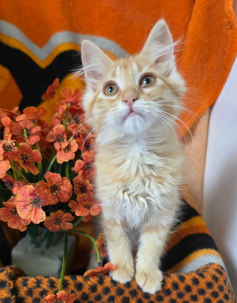 Enlarge 6/3/26 Willow, a Adopted mixed breed in Stillwater, OK image 1/1