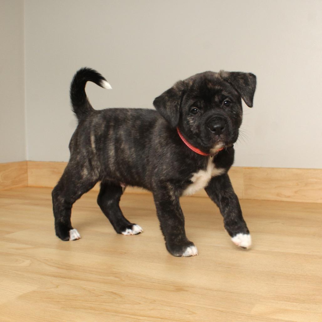 Denali D thumbnail 3