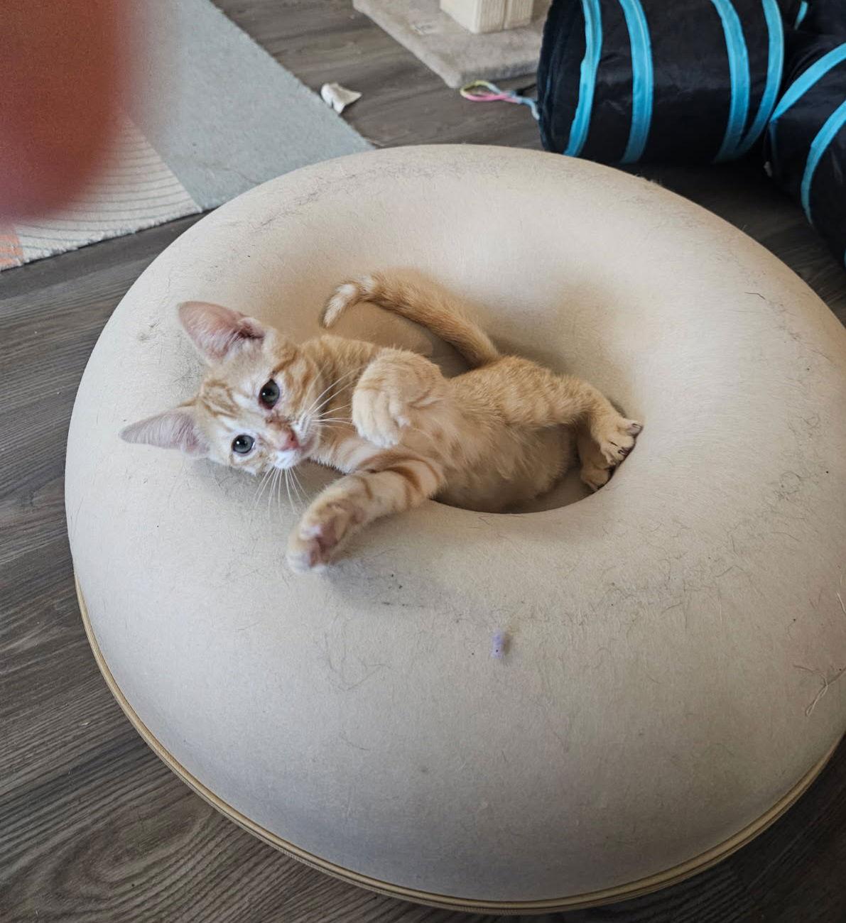 Enlarge EMBER, a Adopted Domestic Short Hair in San Antonio, TX image 1/3