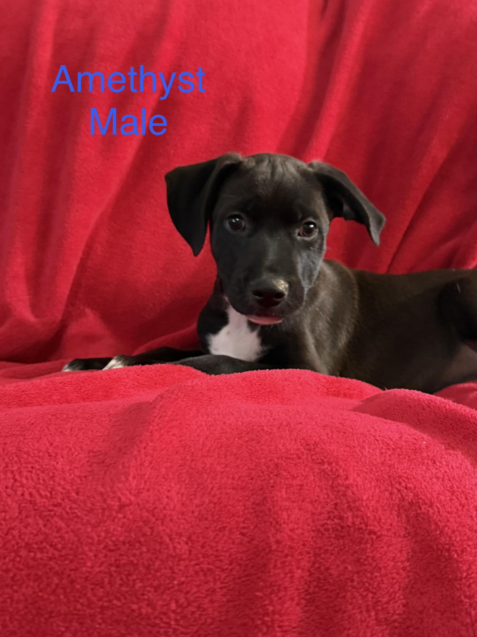 Amethyst, Adoptable, Puppy Male German Shepherd Dog.