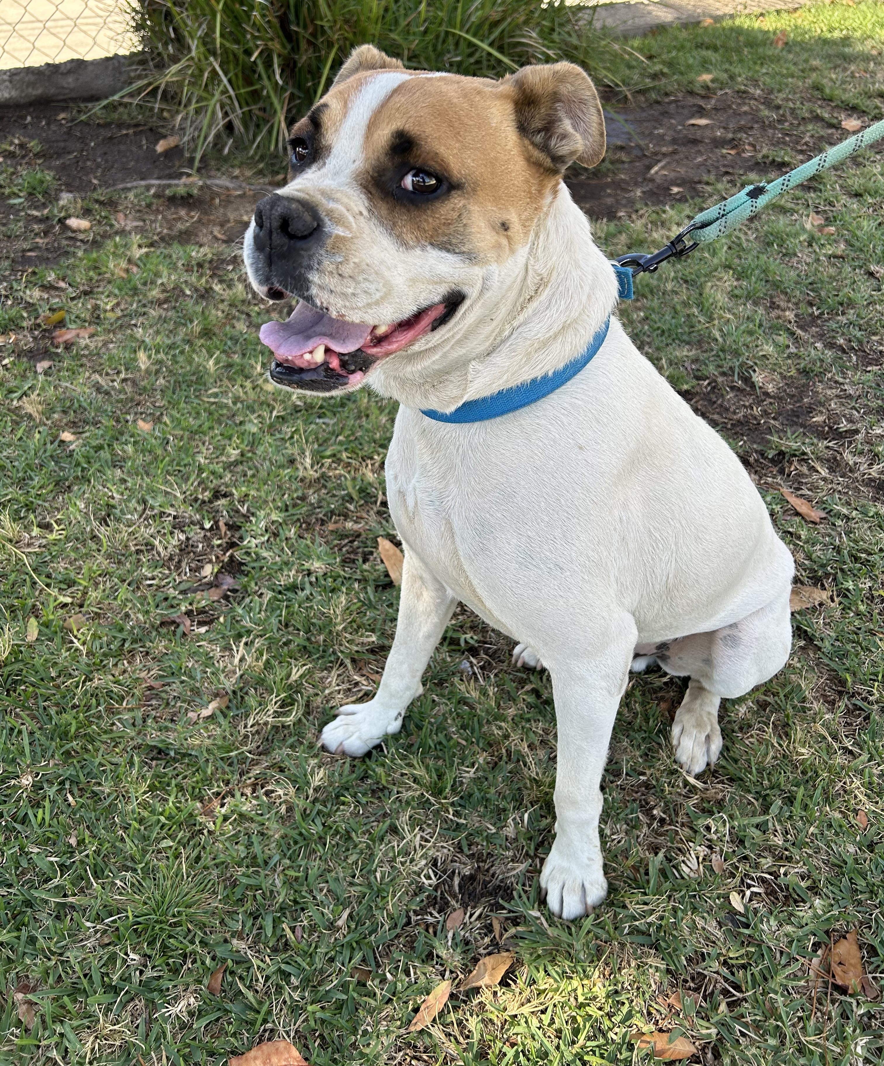 Enlarge BRUNO, a ADOPTABLE mixed breed in Bell Gardens, CA image 4/6