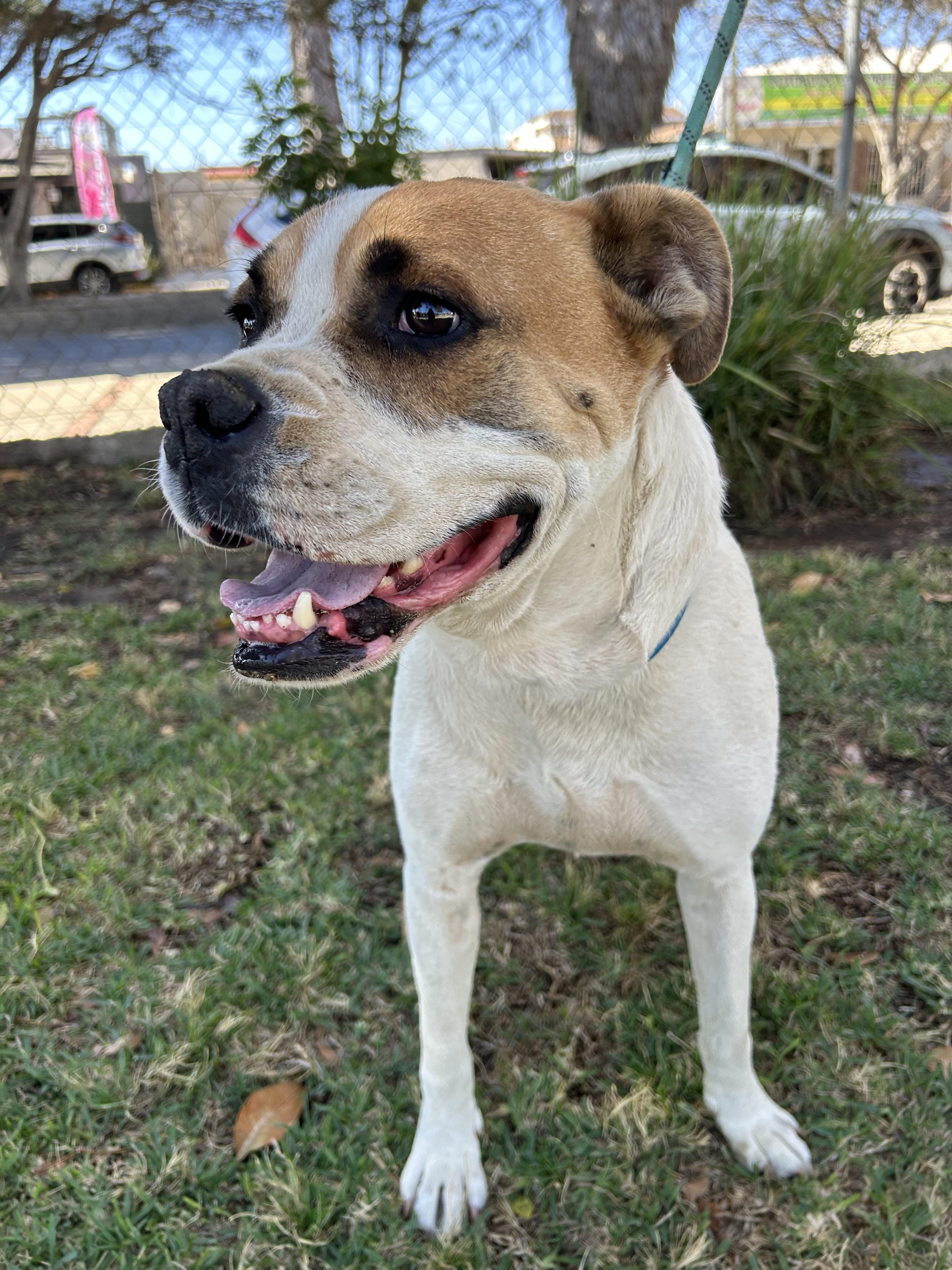 Enlarge BRUNO, a ADOPTABLE mixed breed in Bell Gardens, CA image 3/6