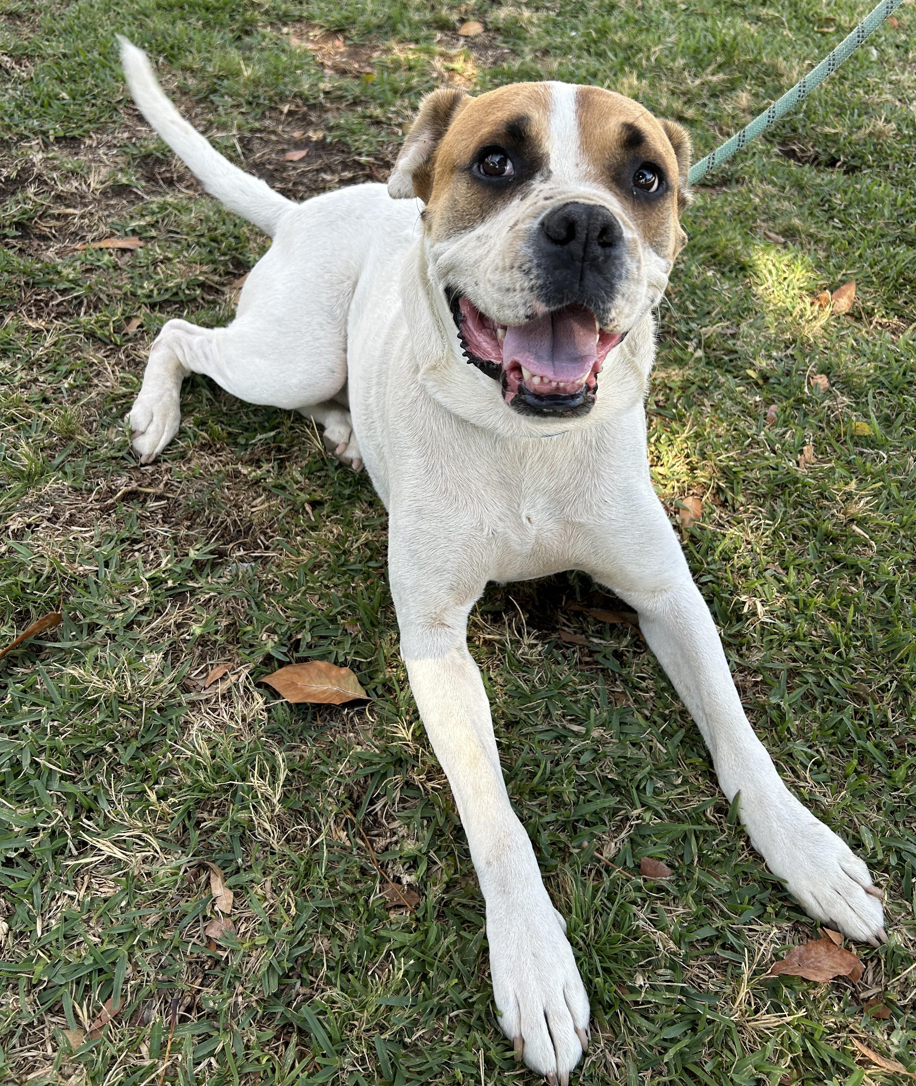 BRUNO, ADOPTABLE, Young Male American Bulldog.