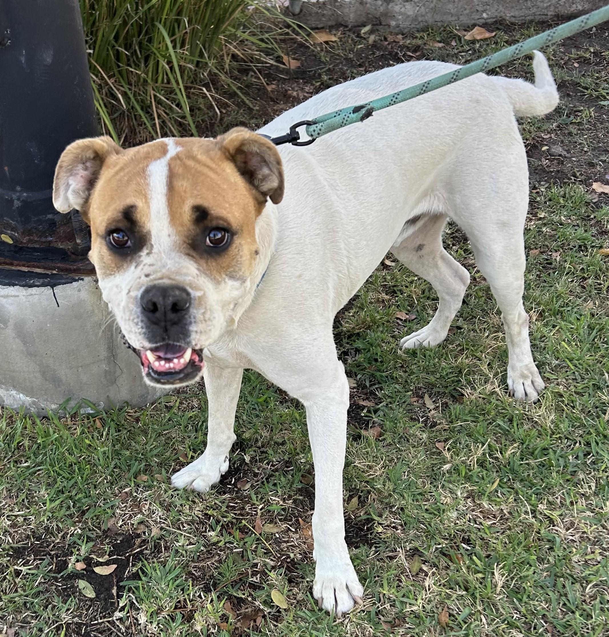 Enlarge BRUNO, a ADOPTABLE mixed breed in Bell Gardens, CA image 2/6