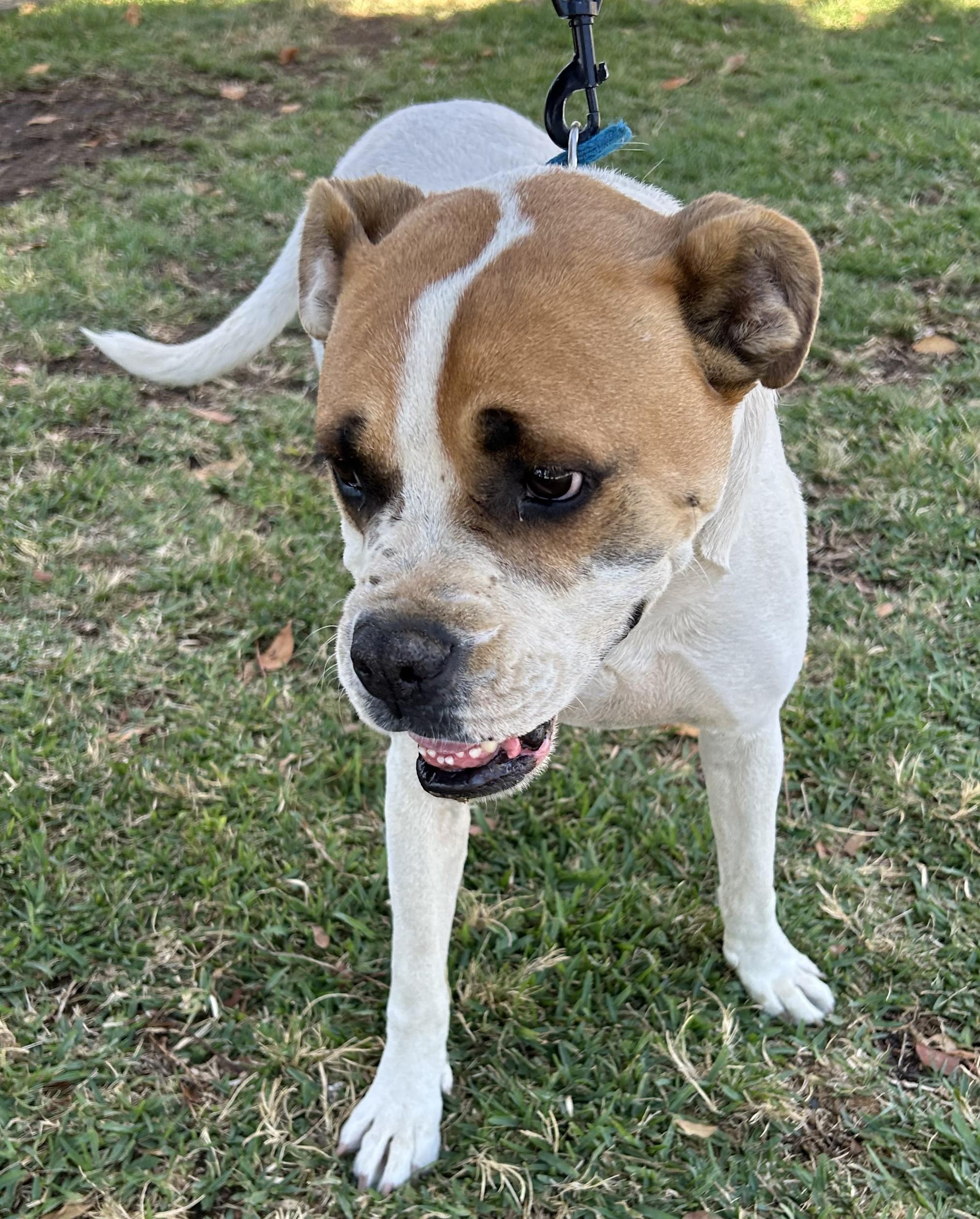 Enlarge BRUNO, a ADOPTABLE mixed breed in Bell Gardens, CA image 6/6