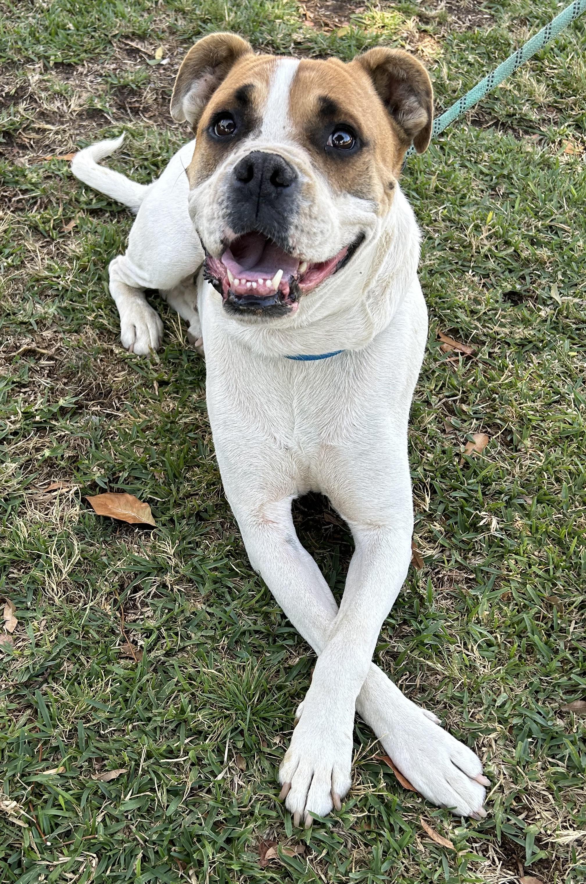 Enlarge BRUNO, a ADOPTABLE mixed breed in Bell Gardens, CA image 5/6
