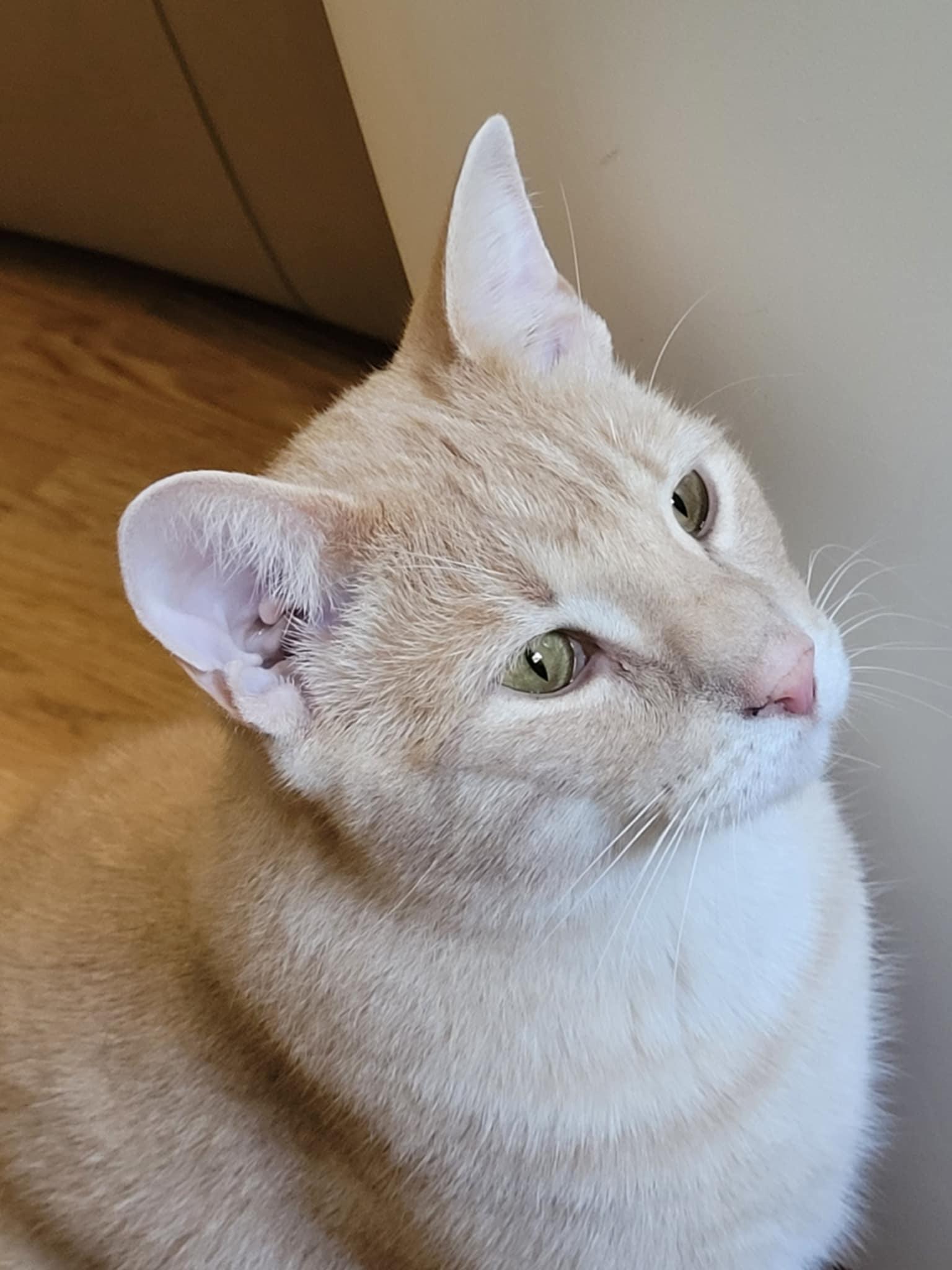 Kumal & Sanga, Adoptable, Adult Male Domestic Short Hair.