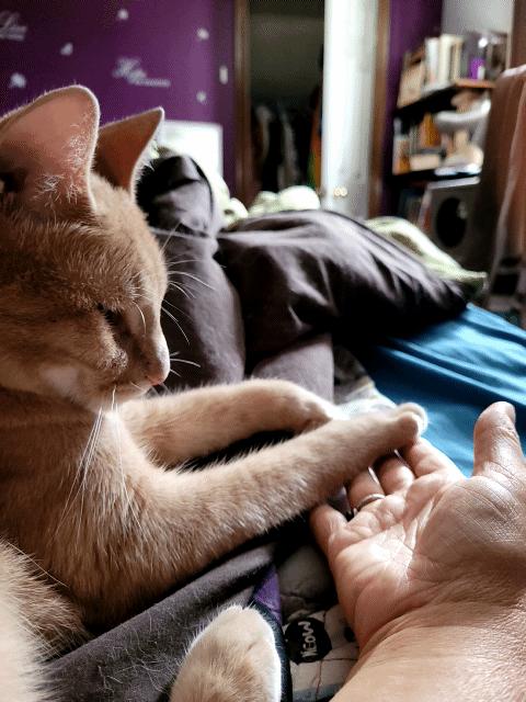 Enlarge Kumal & Sanga, a Adoptable Domestic Short Hair in Brantford, ON image 2/6