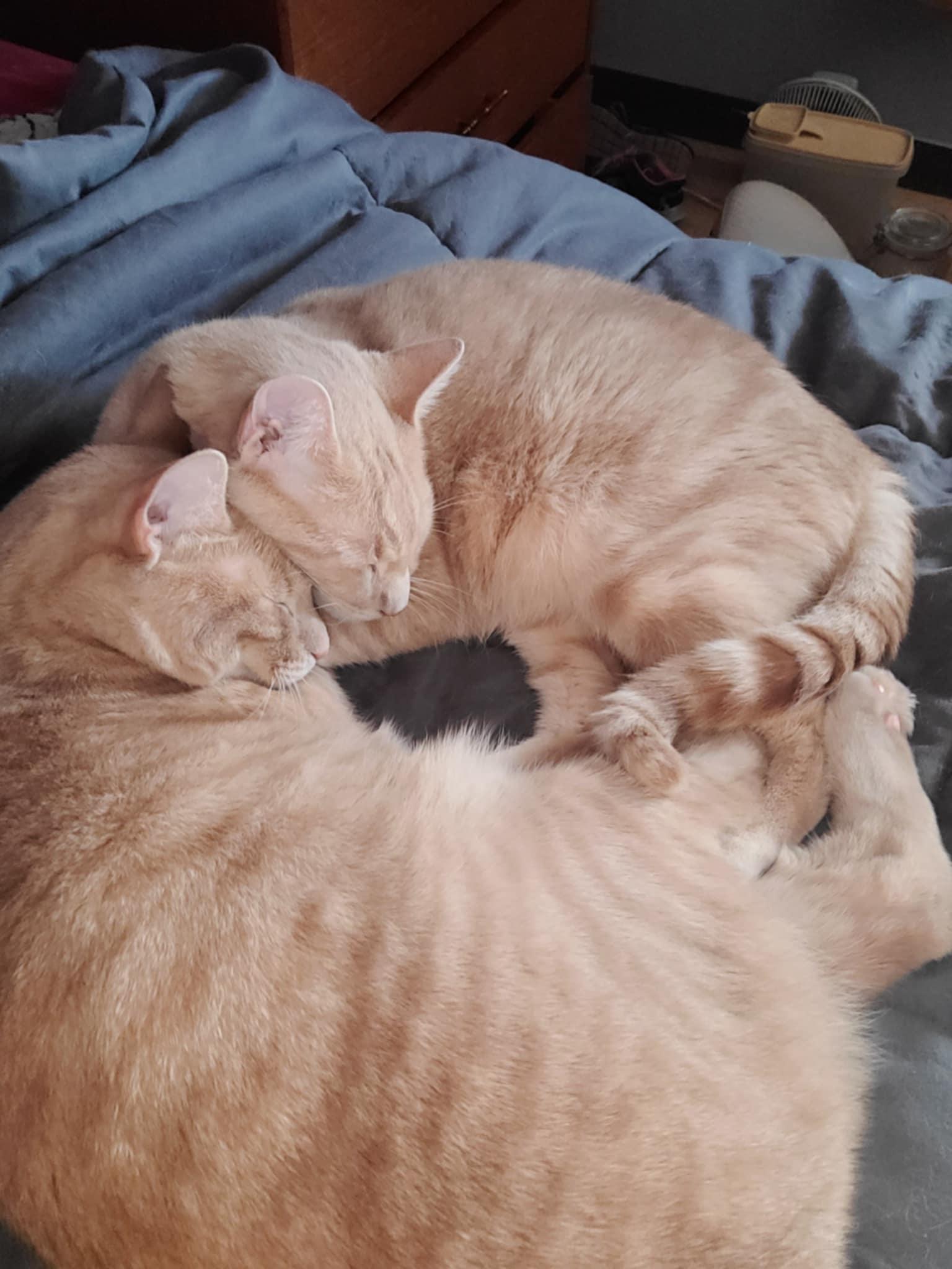 Enlarge Kumal & Sanga, a Adoptable Domestic Short Hair in Brantford, ON image 3/6