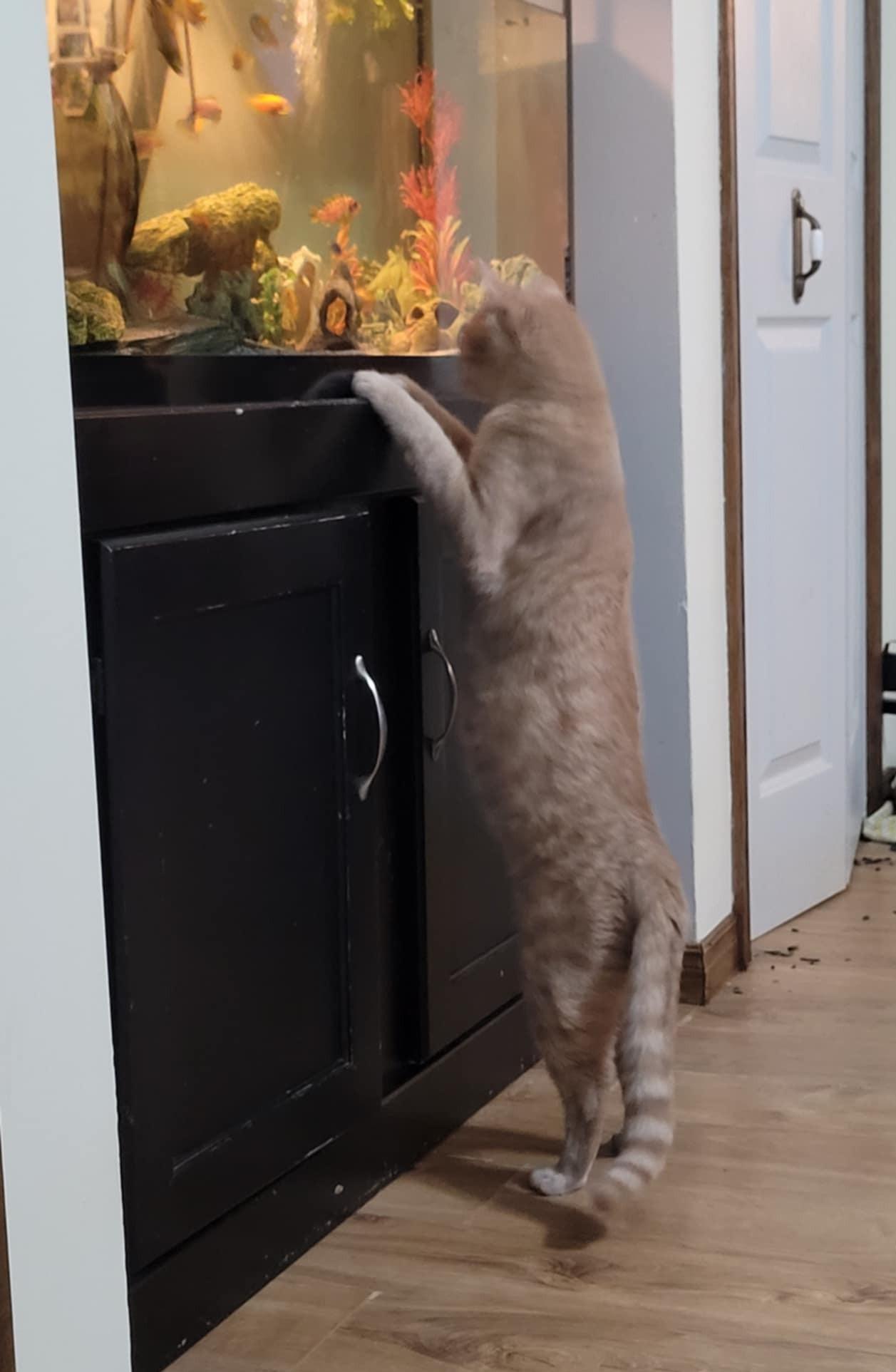 Enlarge Kumal & Sanga, a Adoptable Domestic Short Hair in Brantford, ON image 4/6