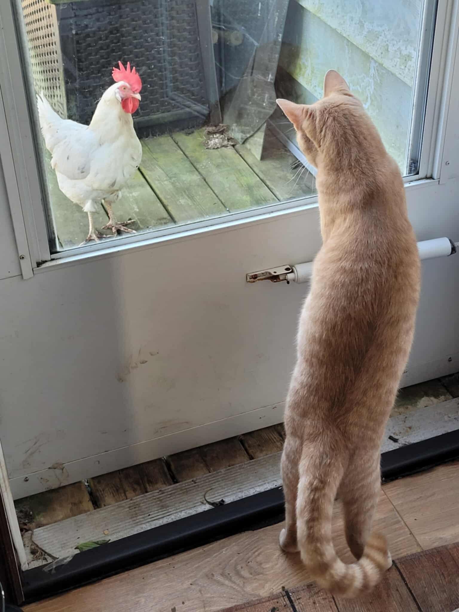 Enlarge Kumal & Sanga, a Adoptable Domestic Short Hair in Brantford, ON image 5/6