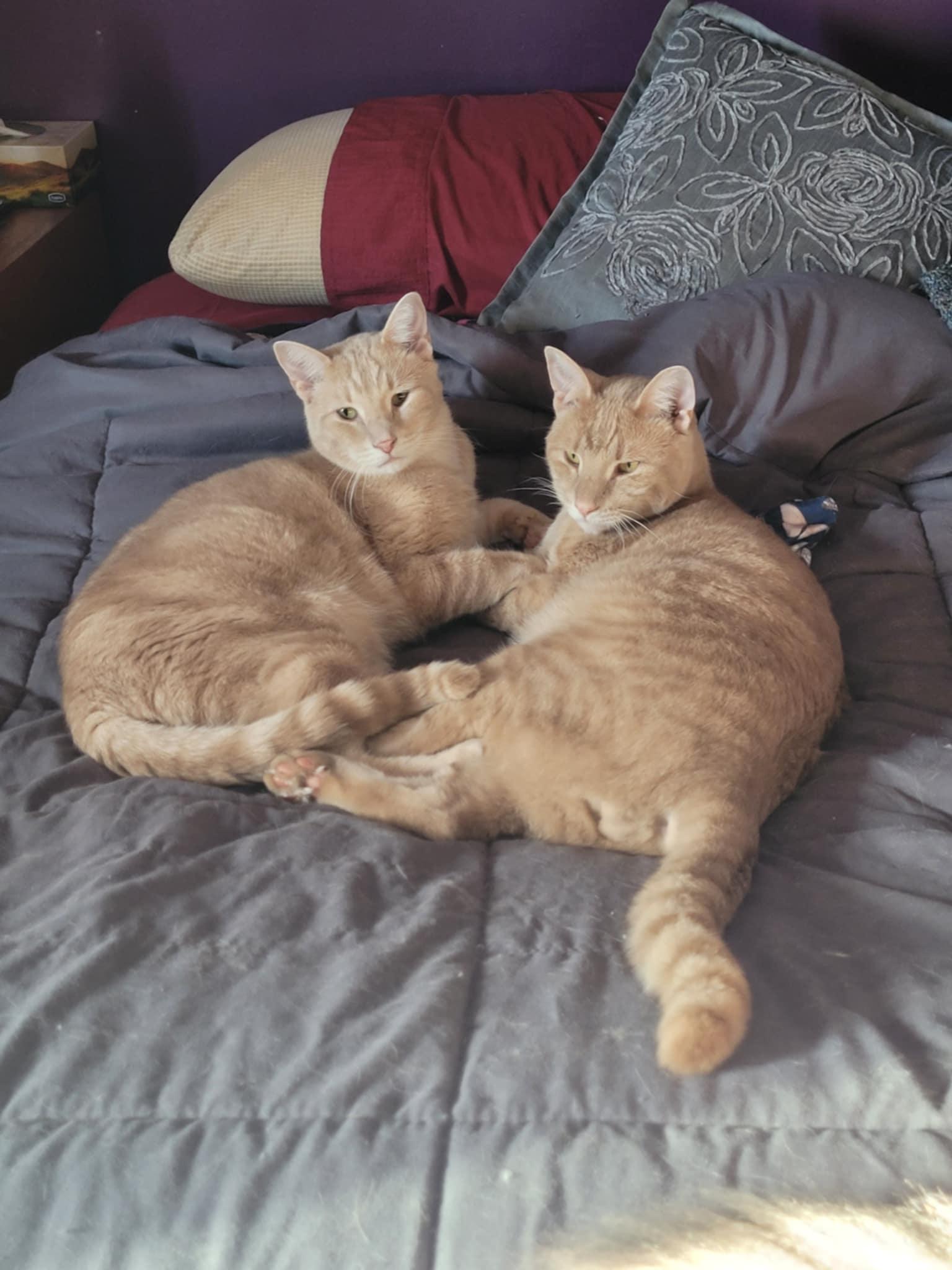 Simba & Tigger, Adoptable, Adult Male Domestic Short Hair.
