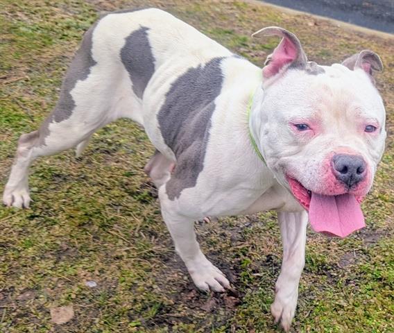 Enlarge NORTH, a Adoptable American Staffordshire Terrier in Akron, OH image 1/1