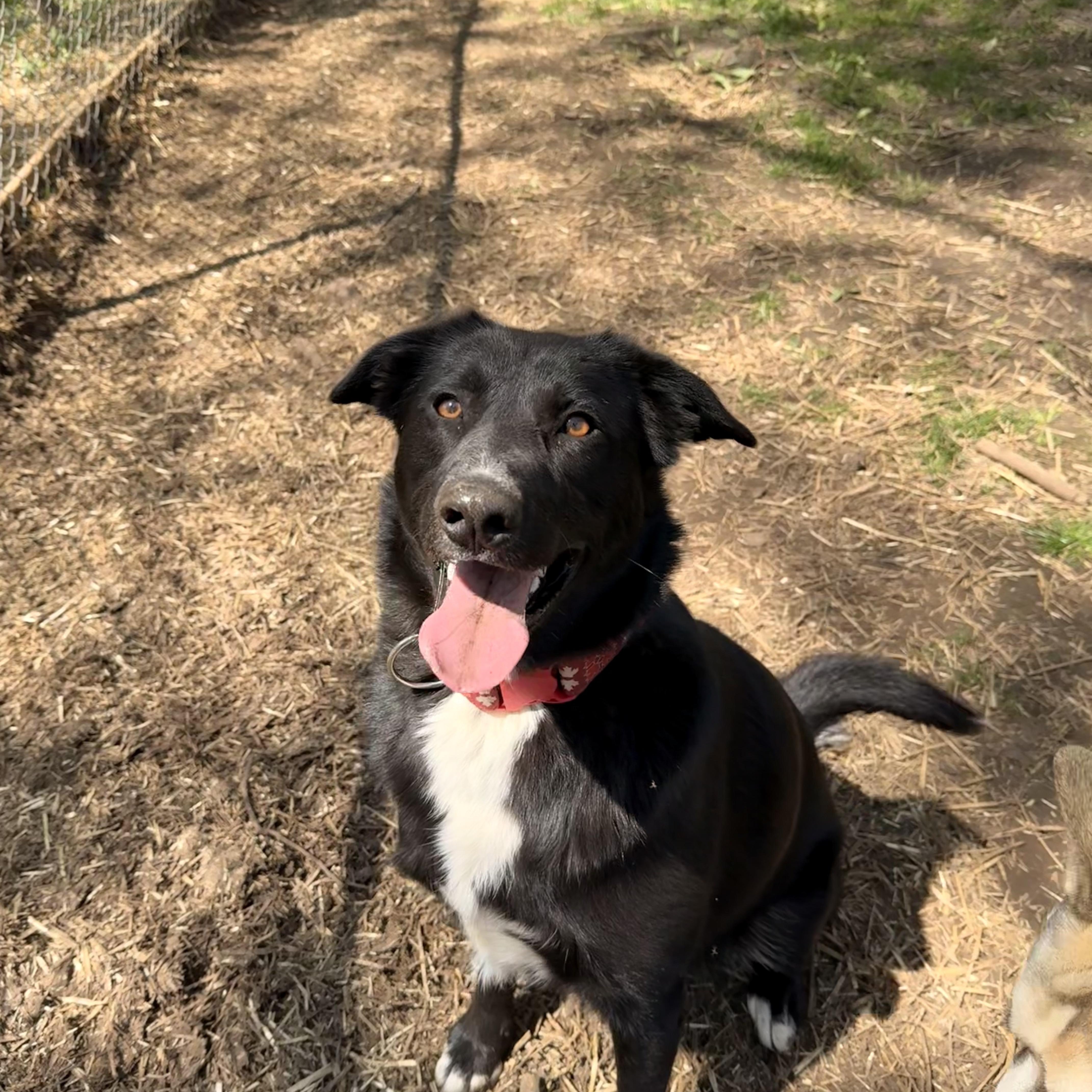 Dexter, an adoptable Black Labrador Retriever, Border Collie in Addison, ON, K0E 1A0 | Photo Image 2