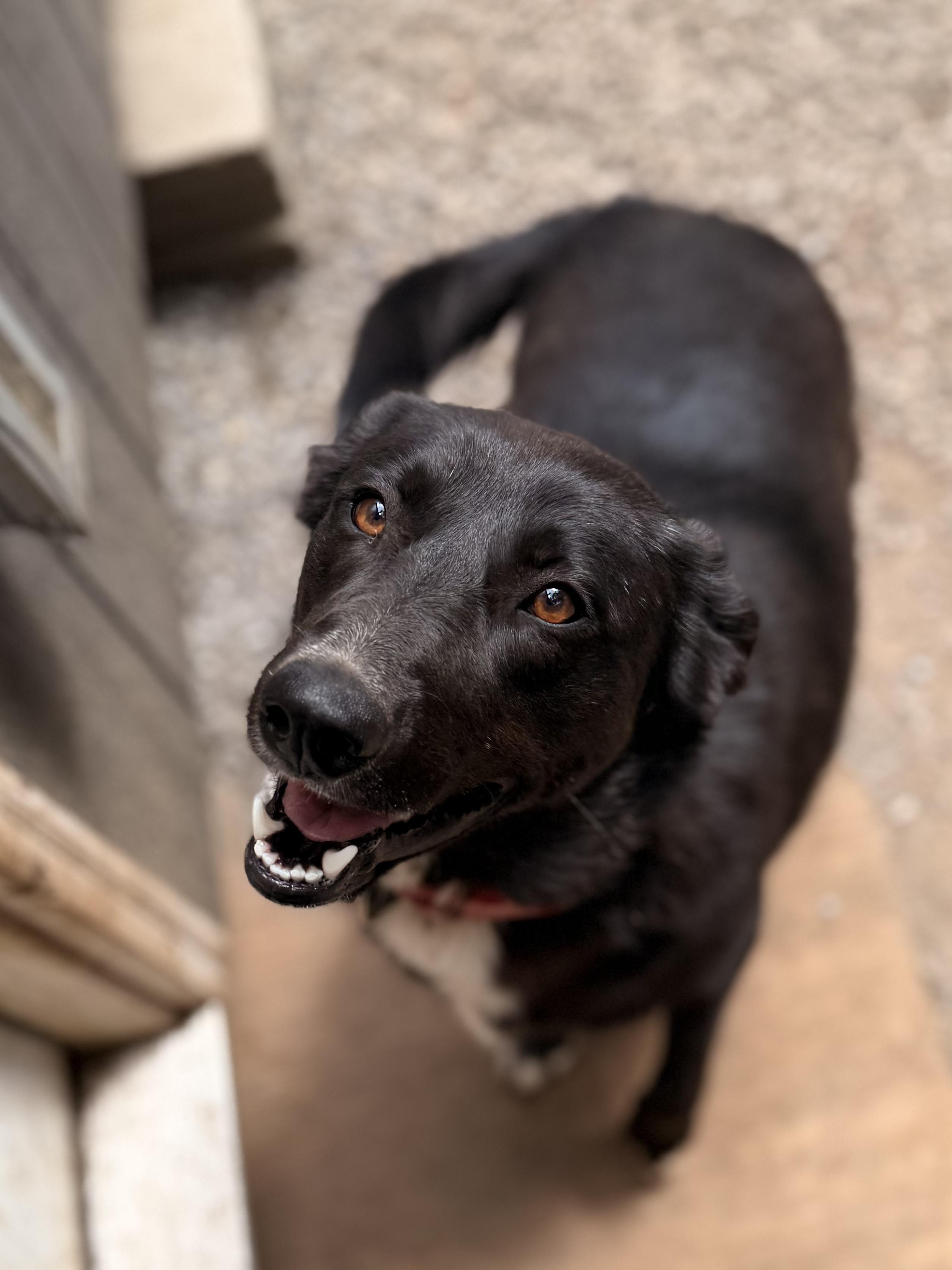 Dexter, an adoptable Black Labrador Retriever, Border Collie in Addison, ON, K0E 1A0 | Photo Image 6