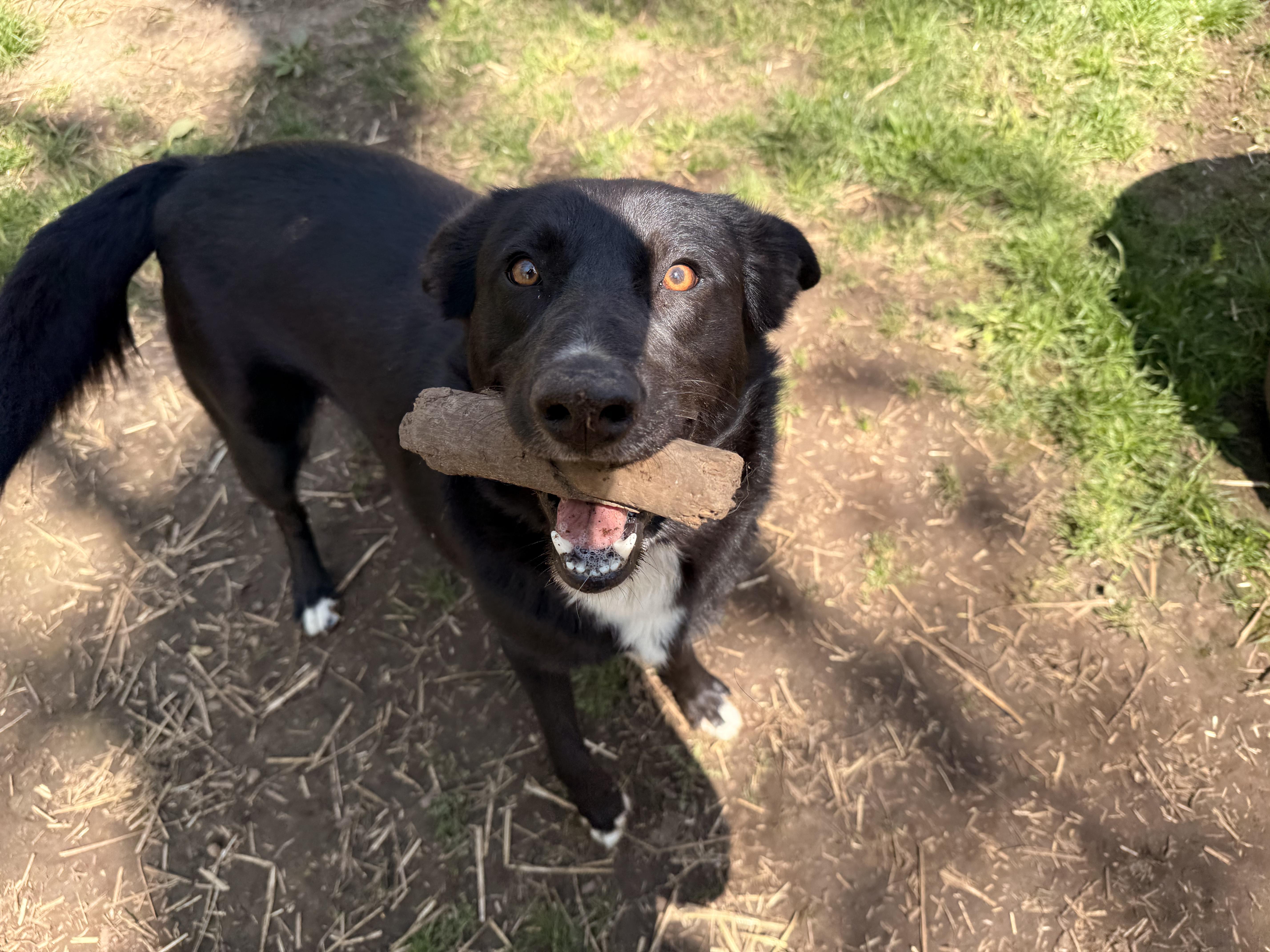 Dexter, an adoptable Black Labrador Retriever, Border Collie in Addison, ON, K0E 1A0 | Photo Image 5