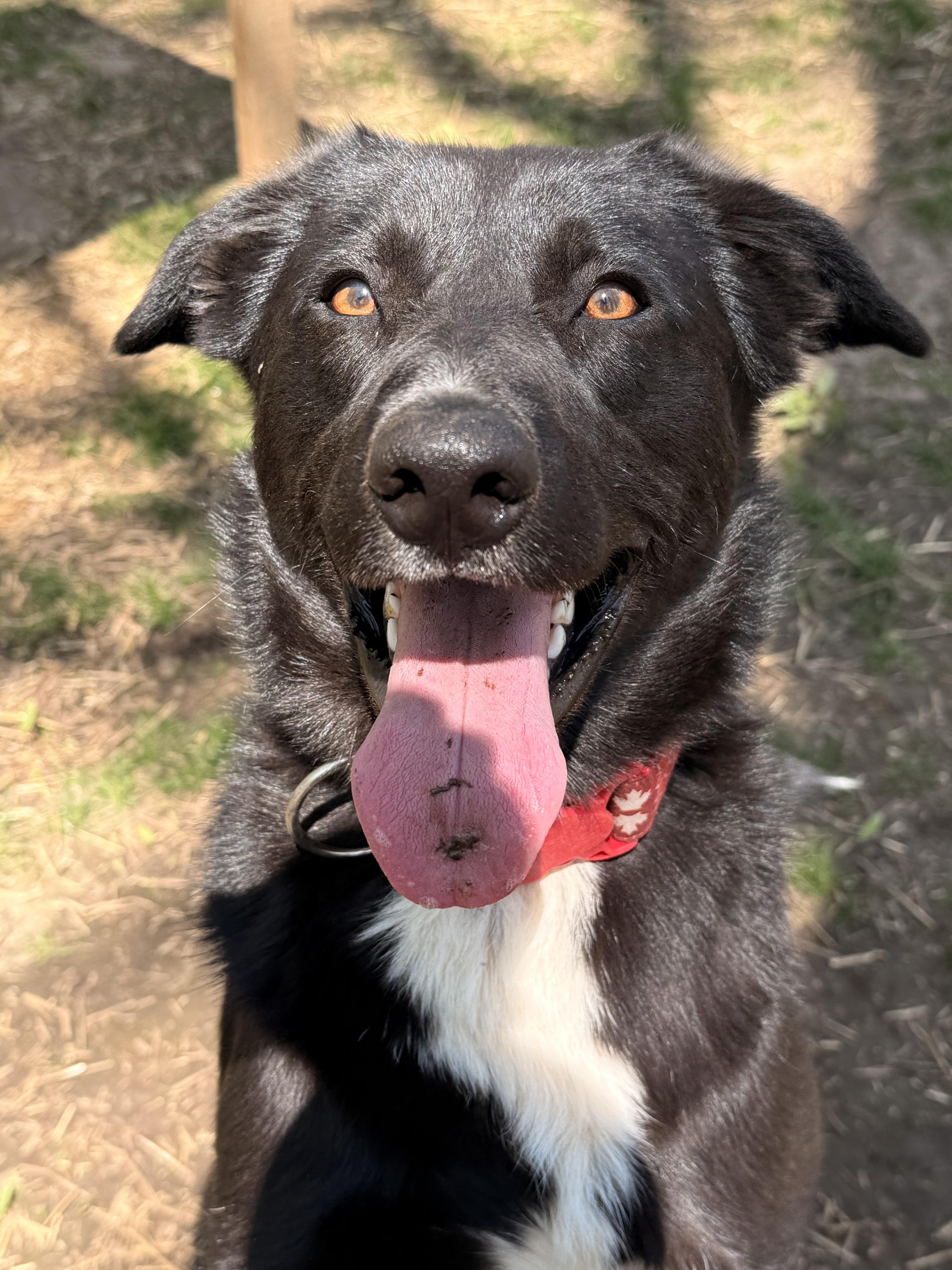 Dexter, an adoptable Black Labrador Retriever, Border Collie in Addison, ON, K0E 1A0 | Photo Image 3
