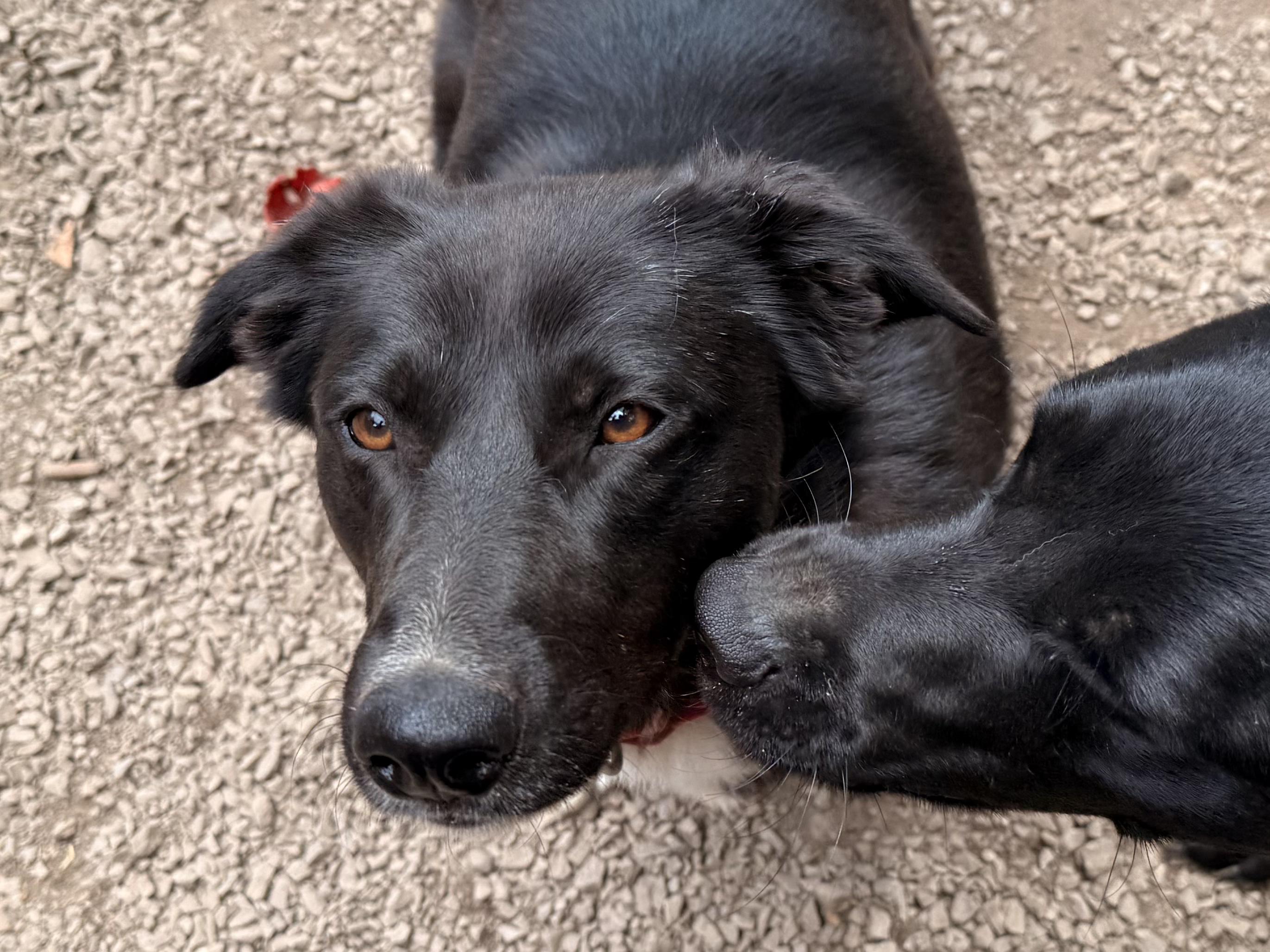 Dexter, an adoptable Black Labrador Retriever, Border Collie in Addison, ON, K0E 1A0 | Photo Image 1