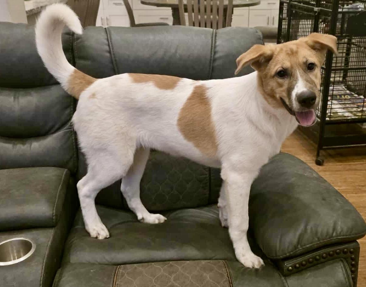 Mylo, Adoptable, Young Female Great Pyrenees & Shepherd.