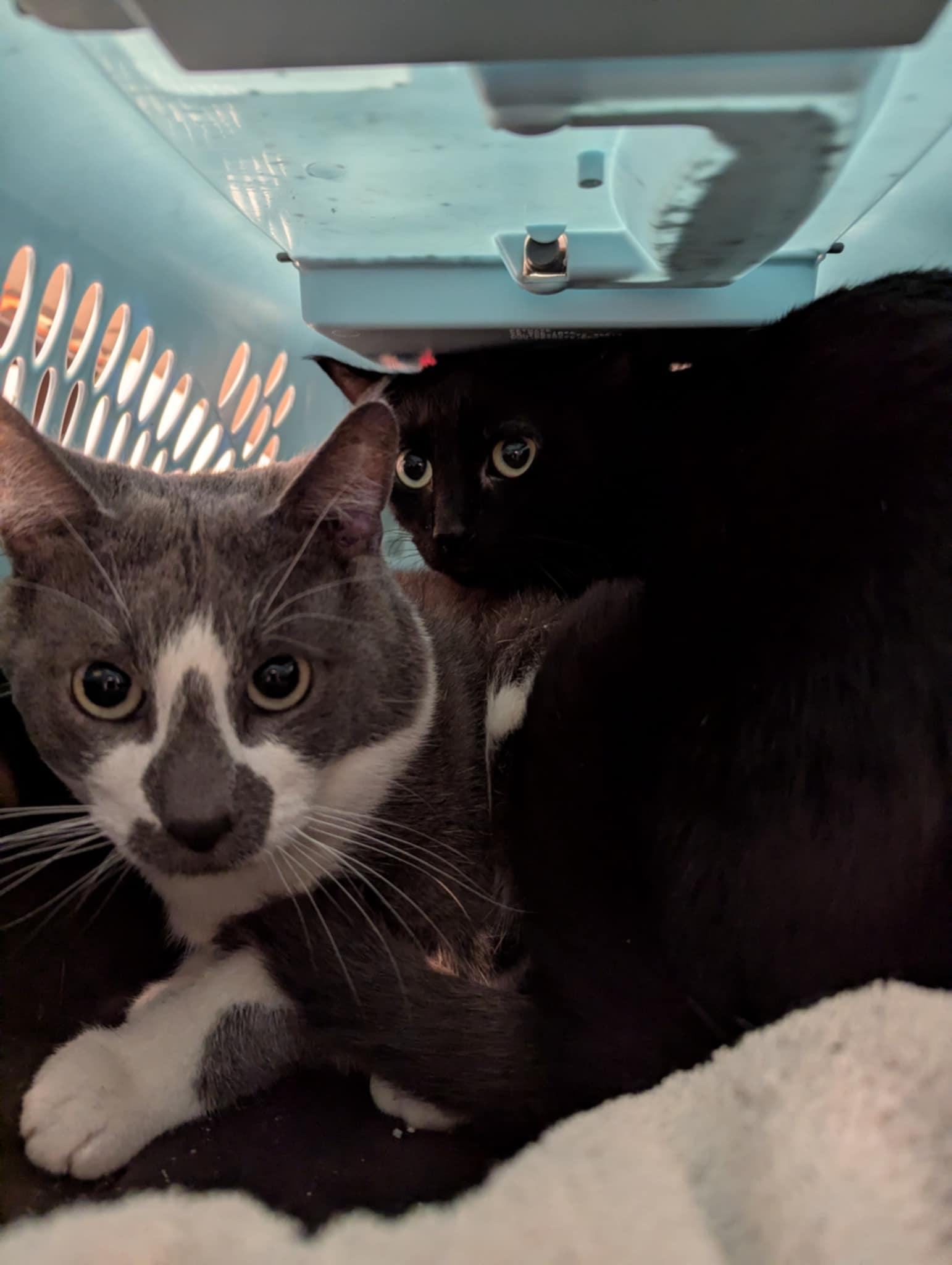 Batman & Robin, an adoptable Domestic Short Hair in Shawnigan Lake, BC, V0R 2W3 | Photo Image 1