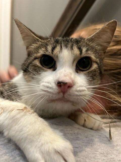 Kalima, a Adopted Domestic Short Hair in Chattanooga, TN image 1/3