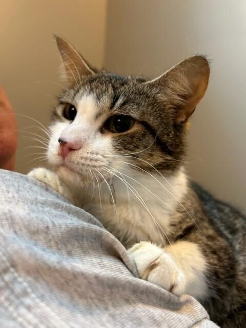 Kalima, a Adopted Domestic Short Hair in Chattanooga, TN image 2/3