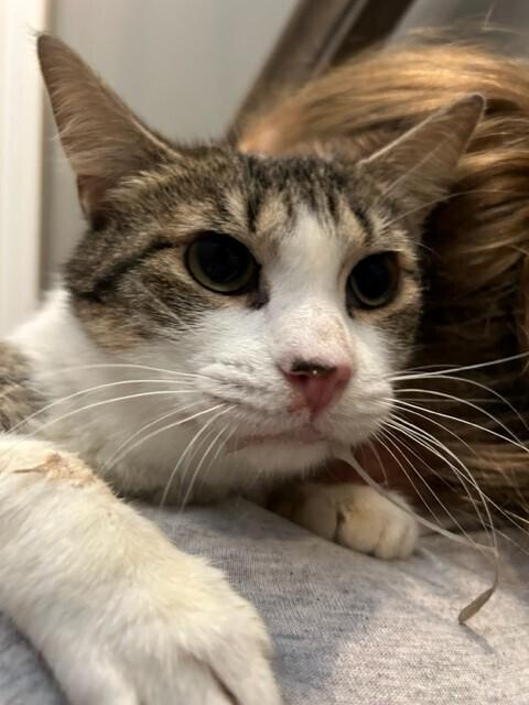 Kalima, a Adopted Domestic Short Hair in Chattanooga, TN image 3/3