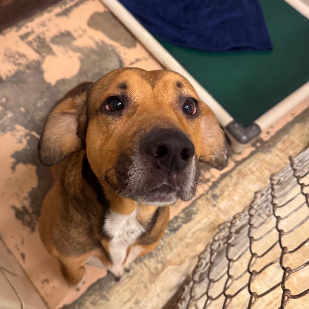 Henry, Adoptable, Adult Male Bloodhound & Retriever.