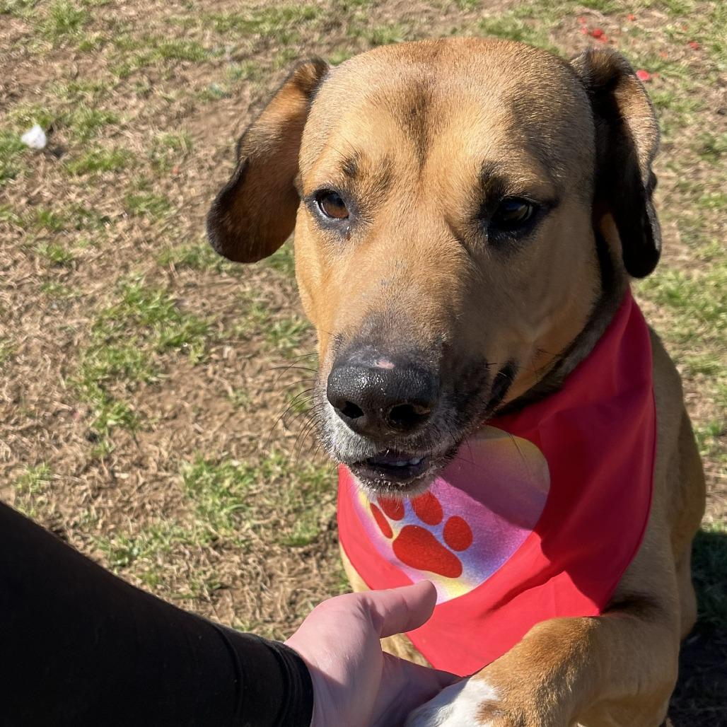 Enlarge Henry, a Adoptable mixed breed in Starkville, MS image 2/6