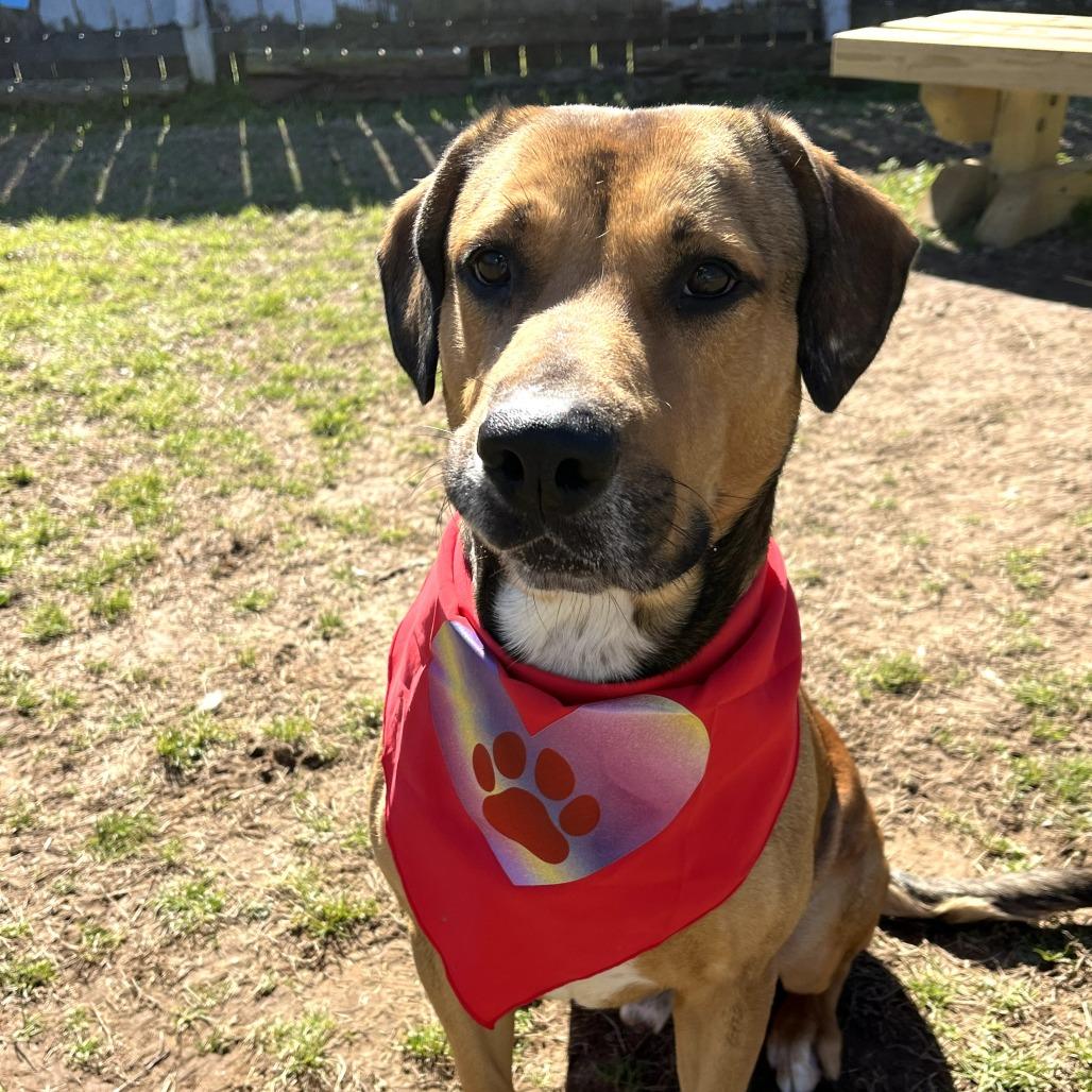Enlarge Henry, a Adoptable mixed breed in Starkville, MS image 3/6