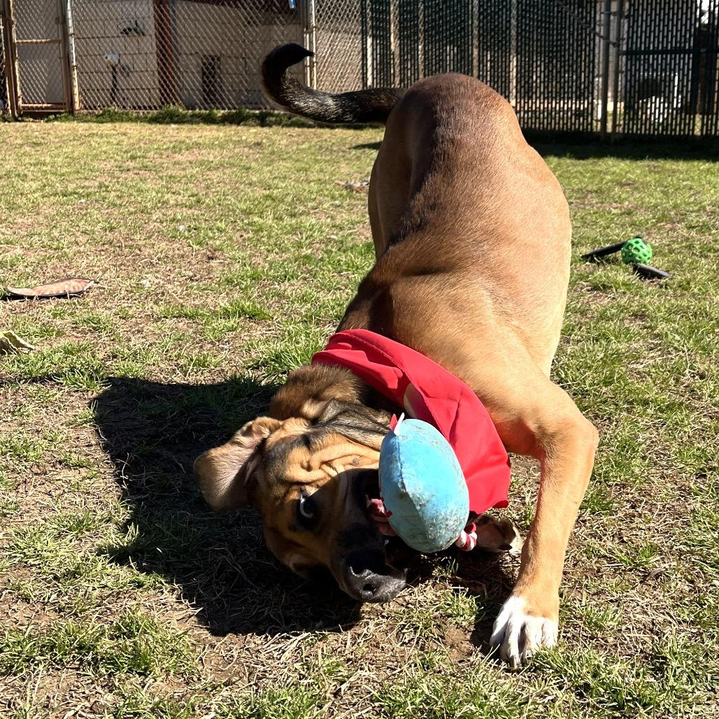Enlarge Henry, a Adoptable mixed breed in Starkville, MS image 4/6