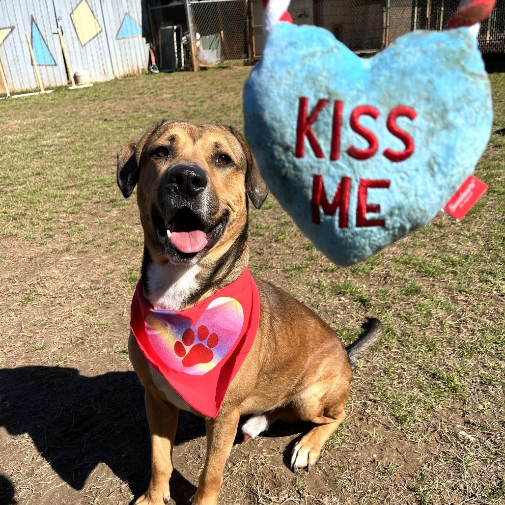 Enlarge Henry, a Adoptable mixed breed in Starkville, MS image 5/6