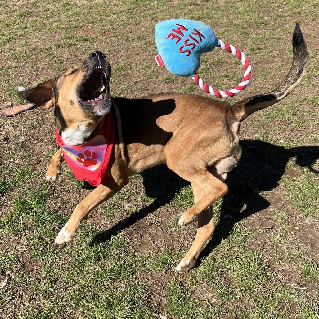 Enlarge Henry, a Adoptable mixed breed in Starkville, MS image 6/6