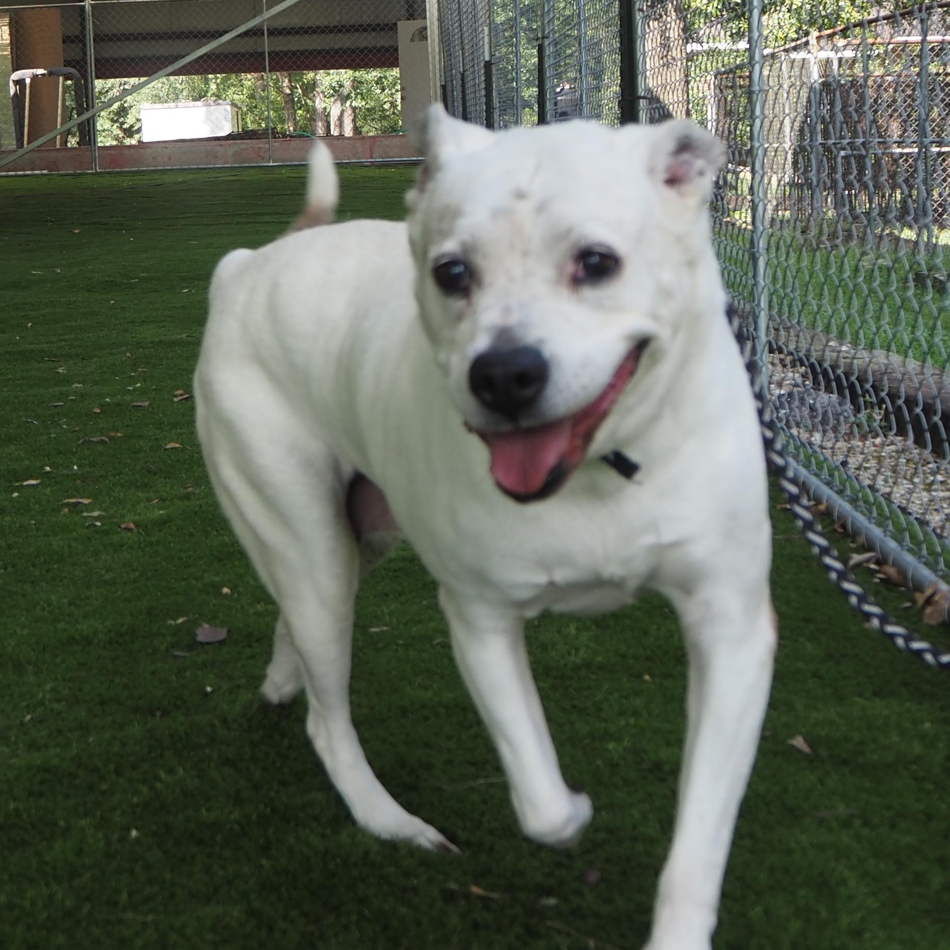 Enlarge Chelsea, a Adoptable mixed breed in Lansing, MI image 2/4