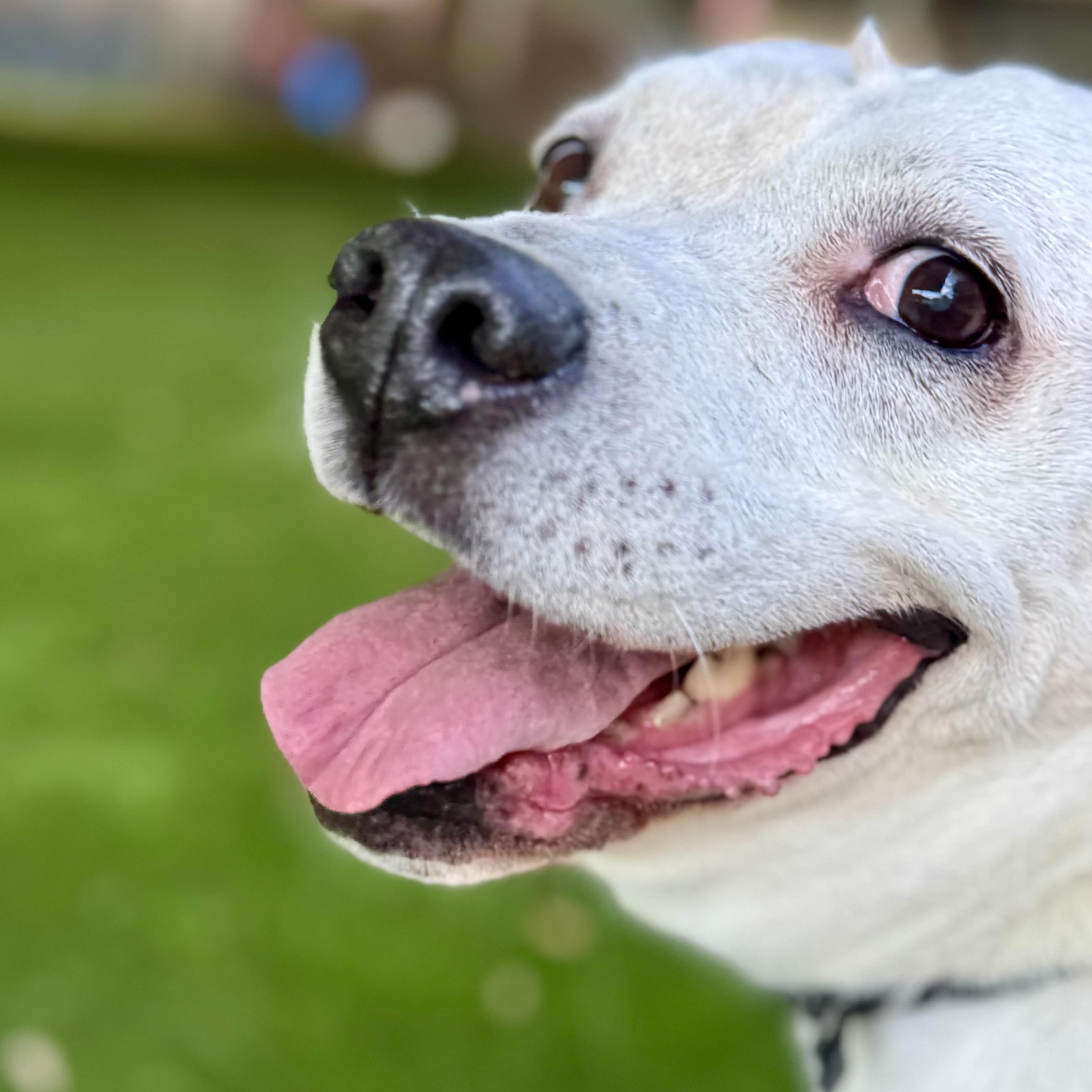 Enlarge Chelsea, a Adoptable mixed breed in Lansing, MI image 1/4