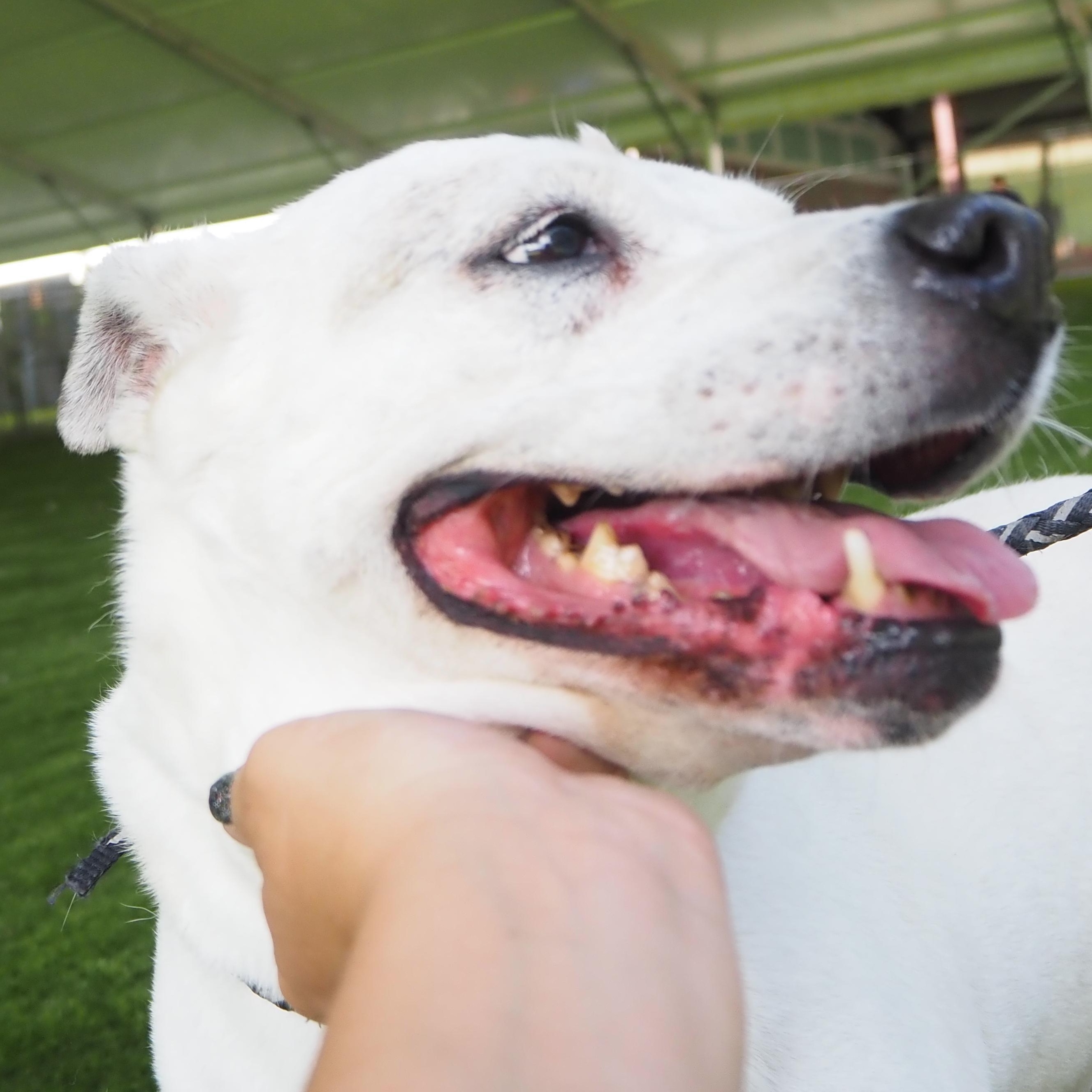 Enlarge Chelsea, a Adoptable mixed breed in Lansing, MI image 3/4