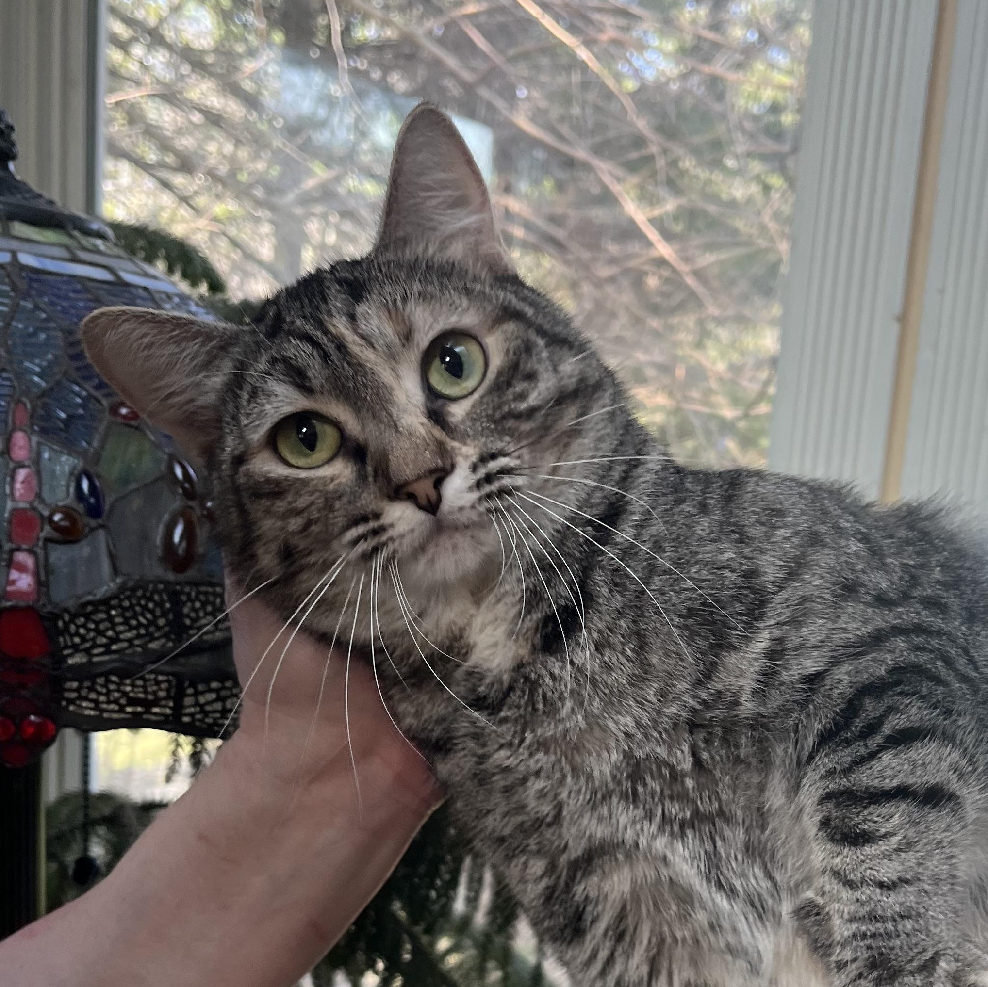 TREMENDOUS THUMPER!, ADOPTABLE, Young Female Bengal & Pixiebob.