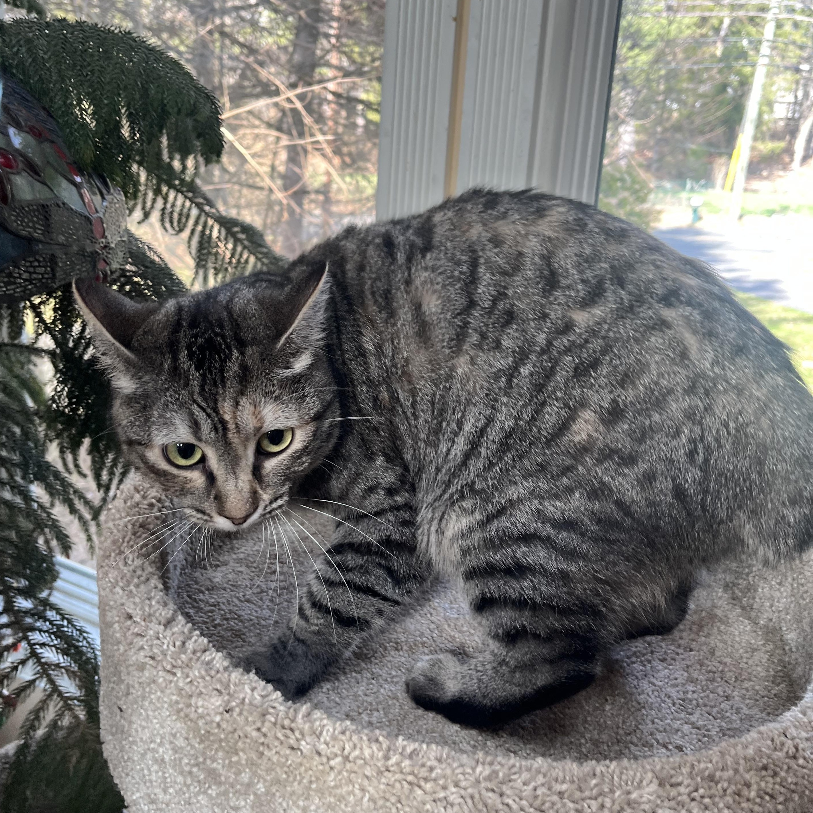 Enlarge TREMENDOUS THUMPER!, a ADOPTABLE mixed breed in Danbury, CT image 2/3