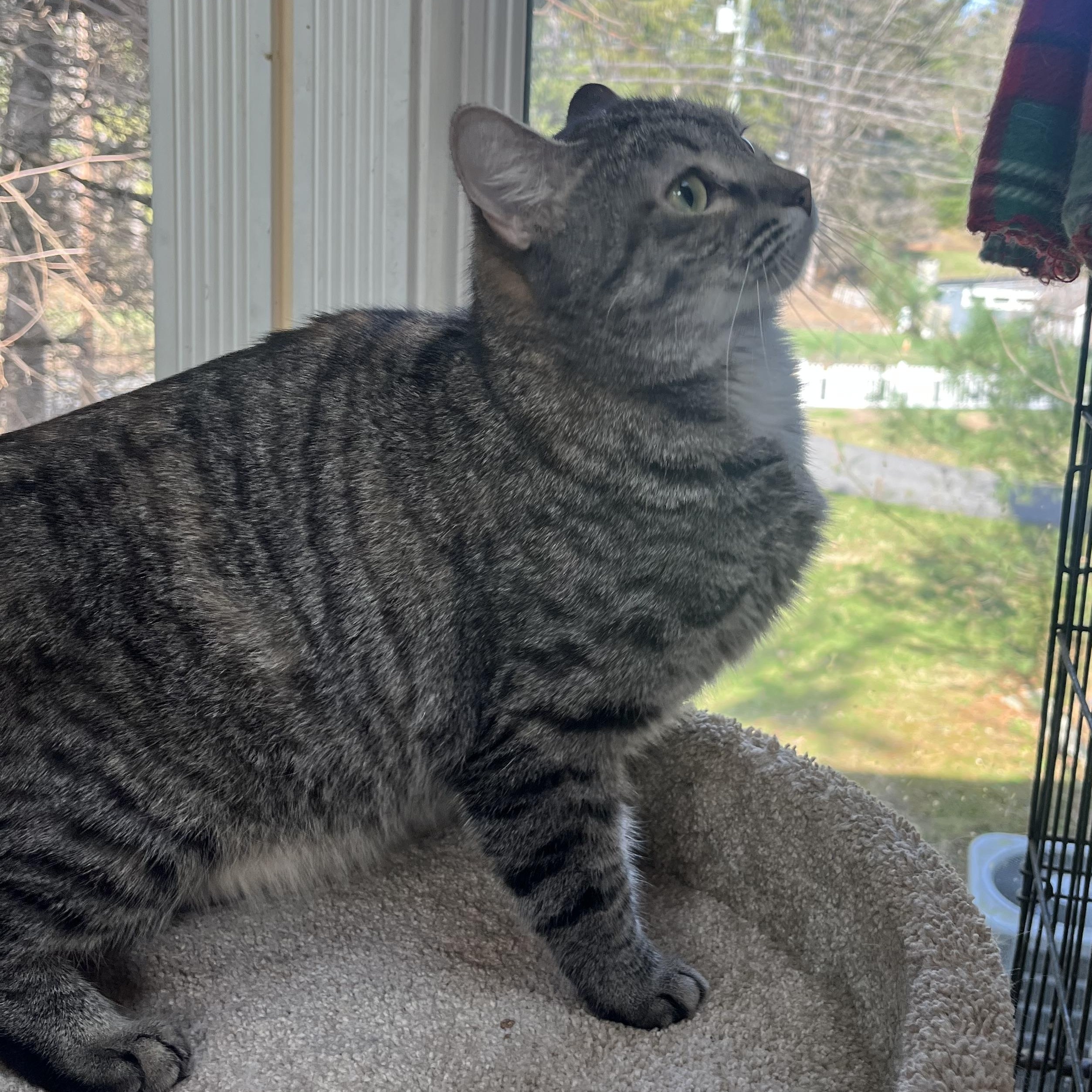 Enlarge TREMENDOUS THUMPER!, a ADOPTABLE mixed breed in Danbury, CT image 3/3