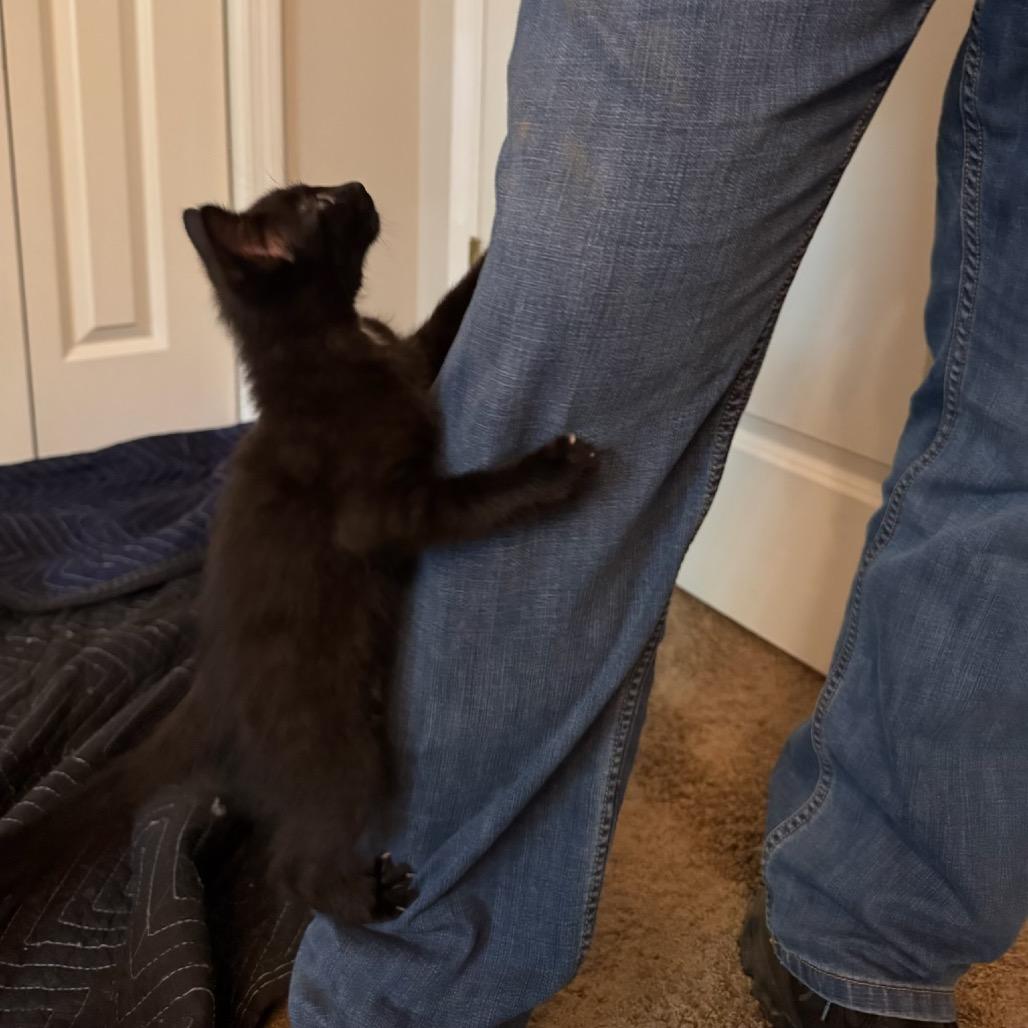 Nectar, a Adoptable Domestic Short Hair in Atlanta, GA image 6/6