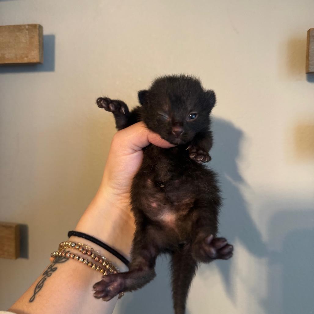 Nectar, a Adoptable Domestic Short Hair in Atlanta, GA image 2/6