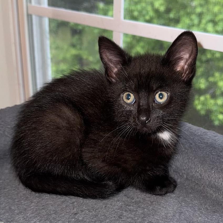 Nectar, a Adoptable Domestic Short Hair in Atlanta, GA image 1/6