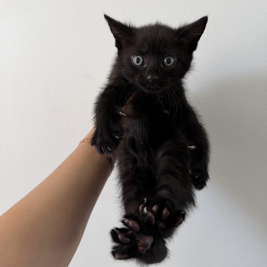 Nectar, a Adoptable Domestic Short Hair in Atlanta, GA image 4/6