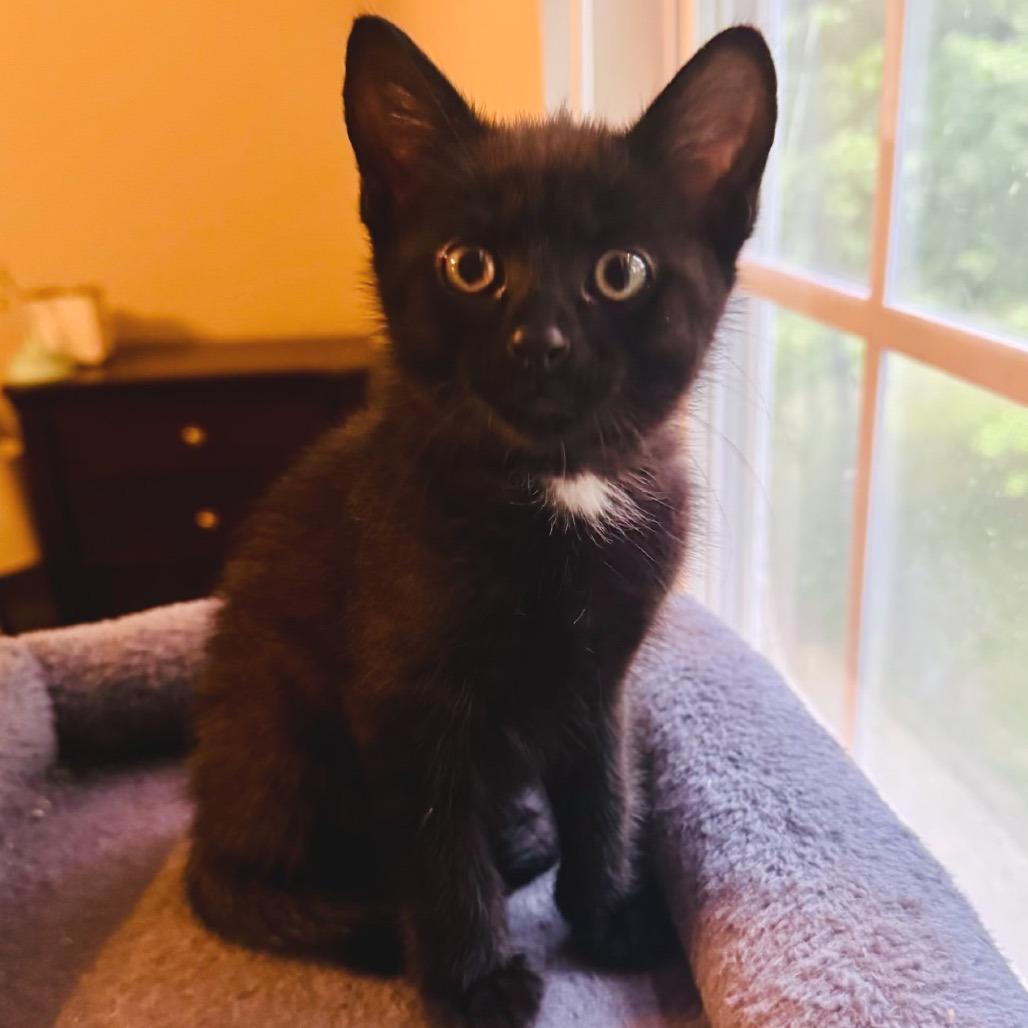 Nectar, a Adoptable Domestic Short Hair in Atlanta, GA image 5/6