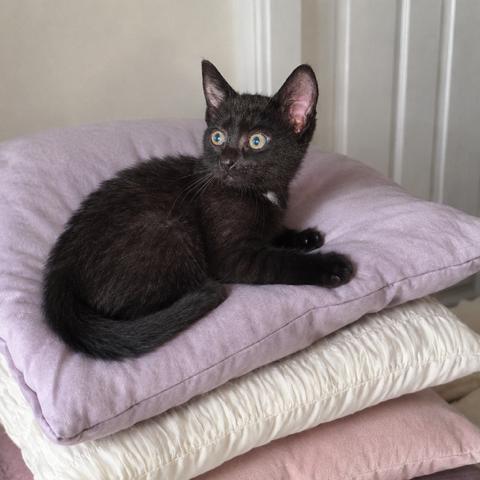 Nectar, a Adoptable Domestic Short Hair in Atlanta, GA image 3/6