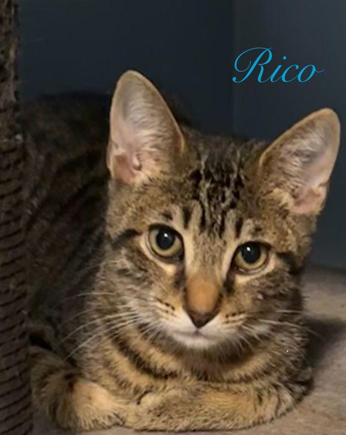 Rico, Adoptable, Young Male Domestic Short Hair.