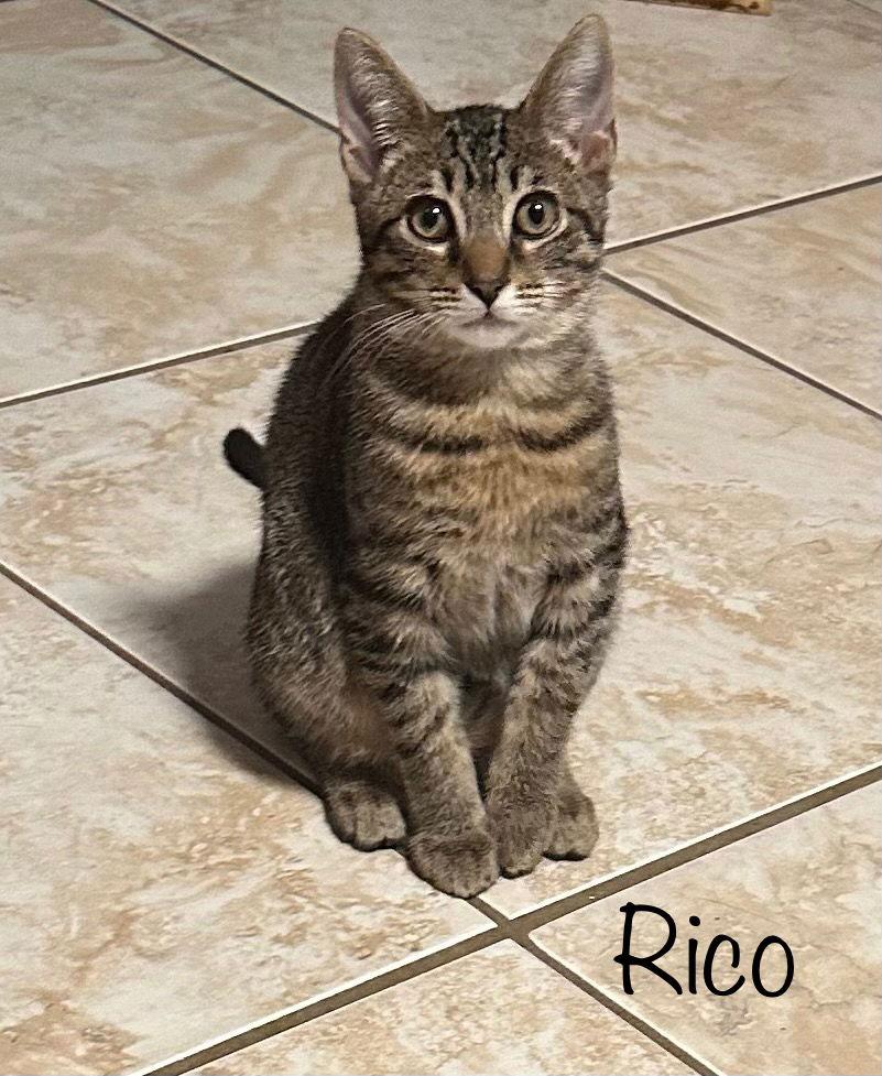 Rico, a Adoptable Domestic Short Hair in Longwood, FL image 2/3